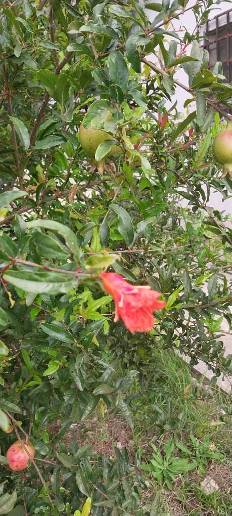 IMG-20251020-WA0015